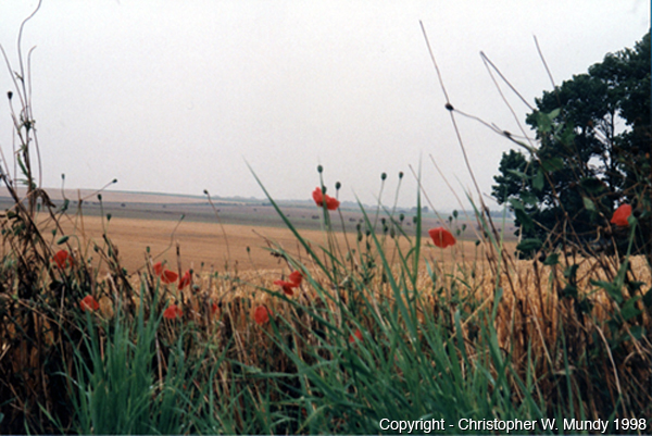 Image of poppies in the battlefield of northern France 1998 - Copyright: Christopher W. Mundy